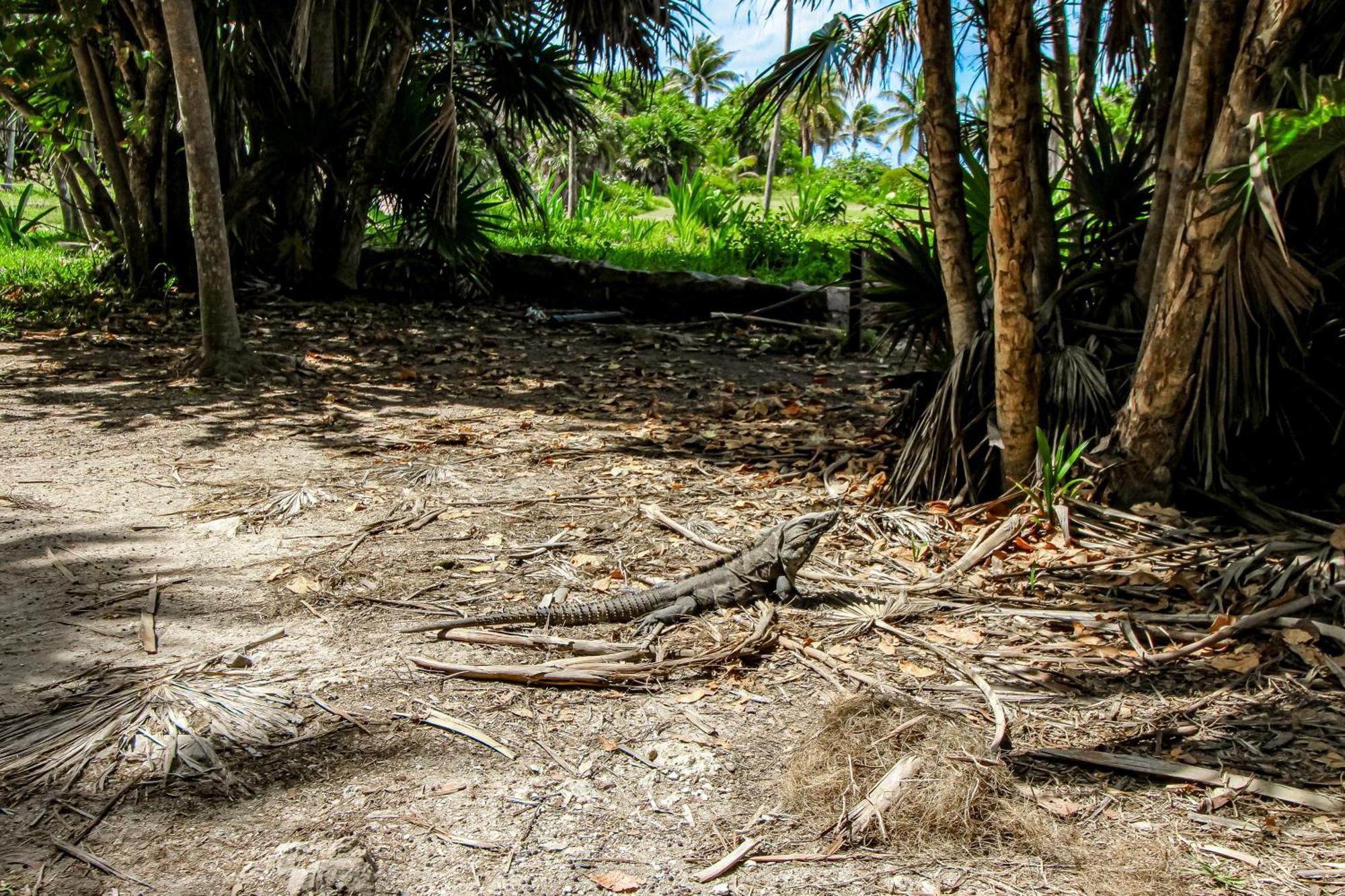 Villa Tao Edena 30 Tulum Esterno foto